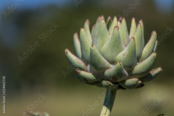 Fototapeta Artischocke