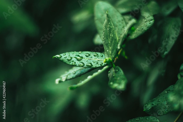 Obraz green leaves covered with water strips