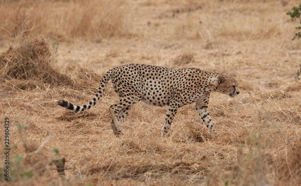 Obraz Cheetah on the move