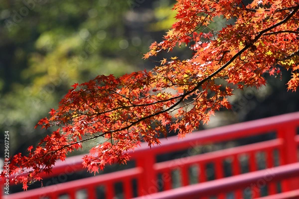 Fototapeta 紅葉