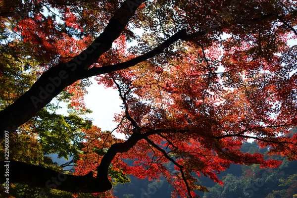 Obraz 鮮やかな紅葉
