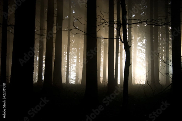 Obraz sunset in the dark forest