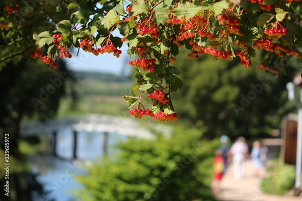 Obraz Berries on a tree