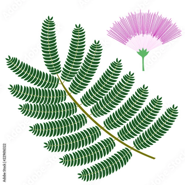 Fototapeta Silk tree flower and leaf. Tropical plant isolated on white background. Vector illustration.