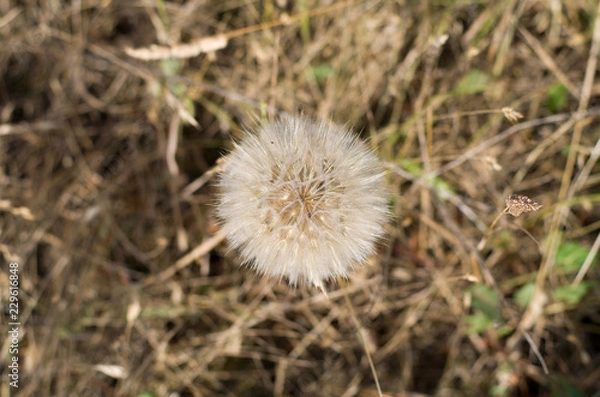 Fototapeta Одуванчик 