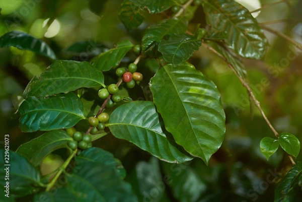 Obraz Coffee farm theme