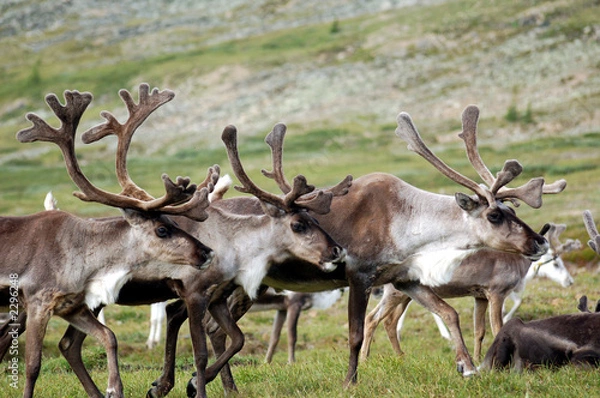 Obraz stado reniferów
