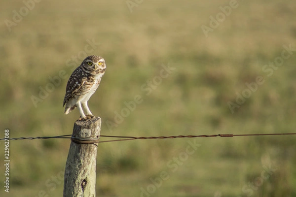 Obraz lechuza de campo uruguay