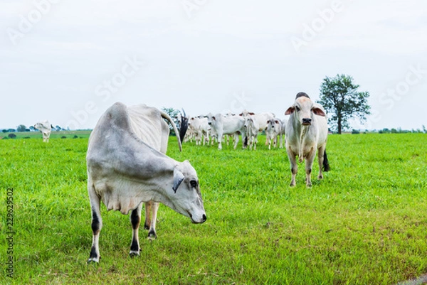 Fototapeta Cattle herd eating green grass with a closeup on the first of them