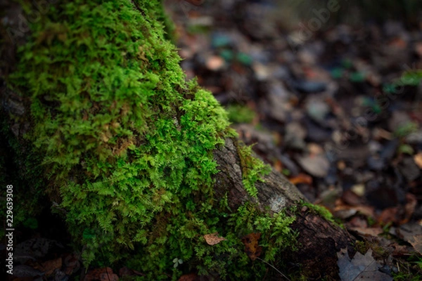 Fototapeta Мох на дереве