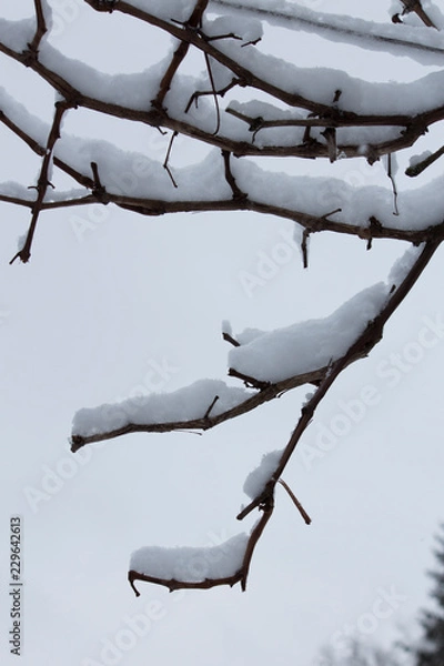 Obraz grapes in the snow