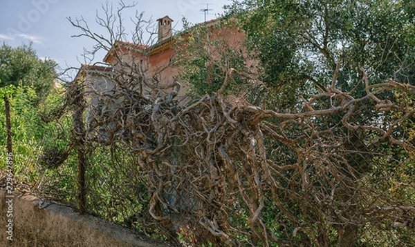 Fototapeta Dry vine tree in the fence in the south of France