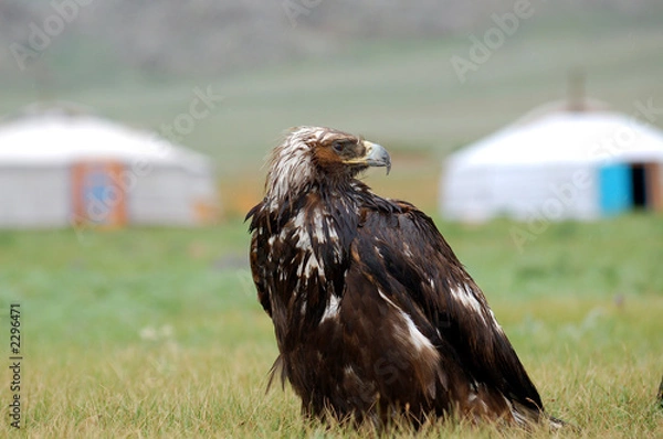 Obraz polowanie na orła