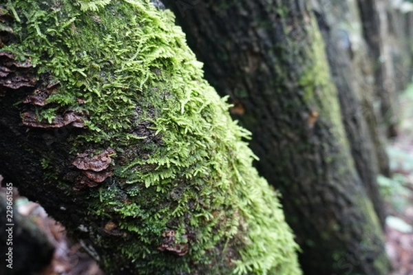 Obraz 木についたコケ