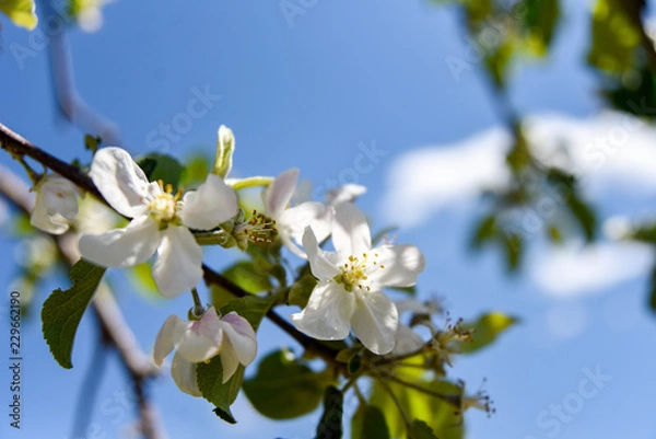 Fototapeta りんごの花