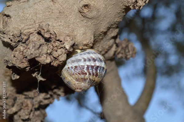 Obraz snail on a tree