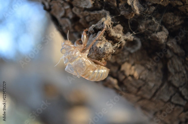 Obraz insect skeleton