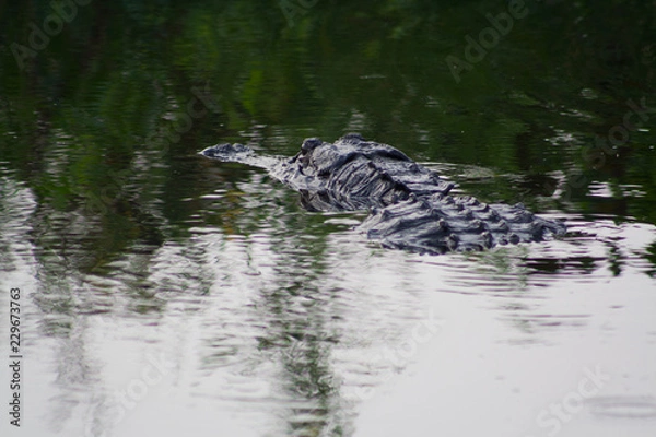 Fototapeta Alligator
