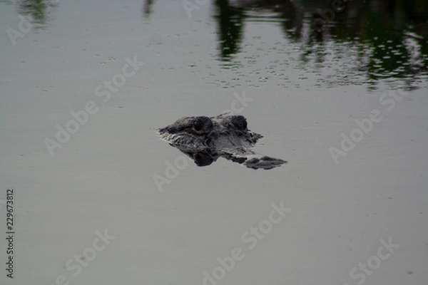 Fototapeta Alligator