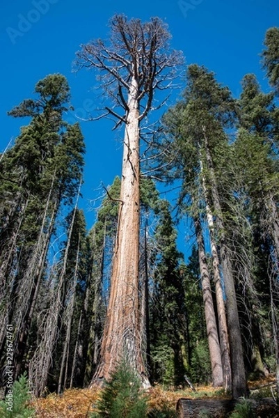 Obraz Un sequoia seco