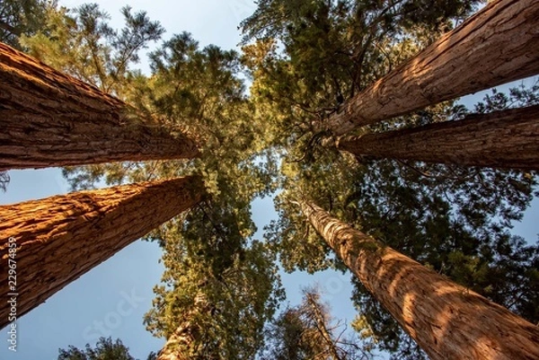 Obraz Mirando los Sequoias arriba