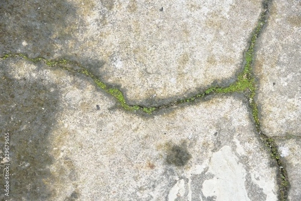 Obraz green moss in nature on stone background