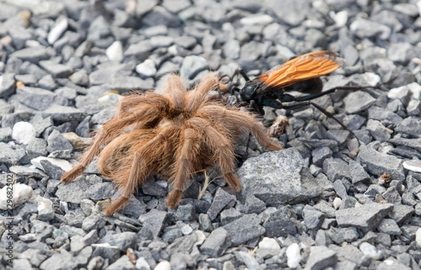 Obraz Tarantula Hawk dragging its prey