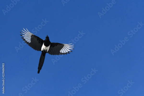 Obraz Black-billed Magpie in flight in the Rocky Mountains, Colorado