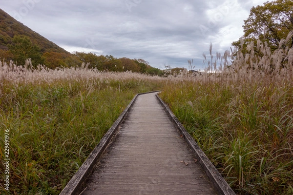Obraz 榛名山ゆうすげの道