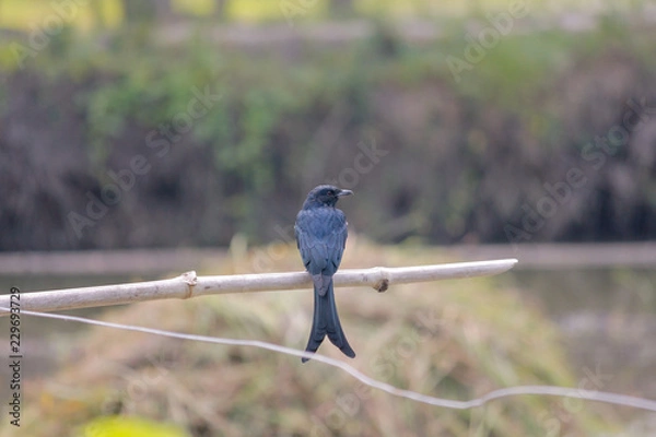 Obraz Fong bird looking for his food. 