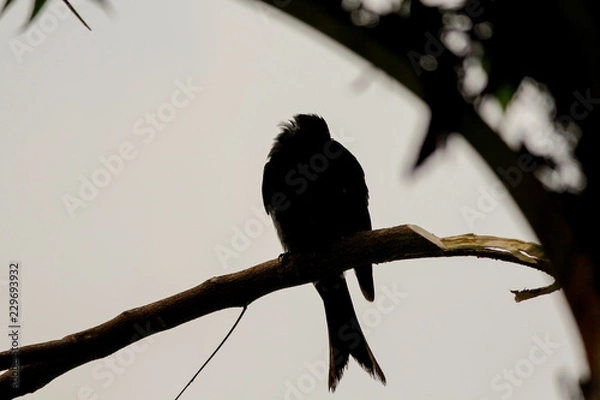 Obraz Fong bird relax time.