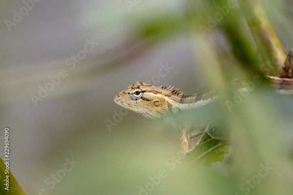 Obraz A garden lizard in a green tree.