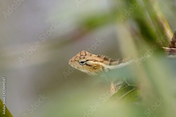 Obraz A garden lizard in a green tree.