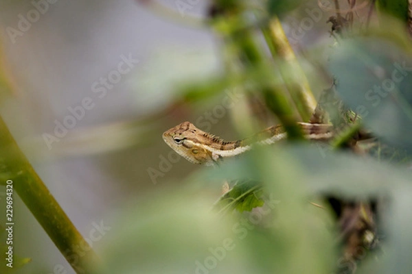 Obraz A garden lizard in a green tree.