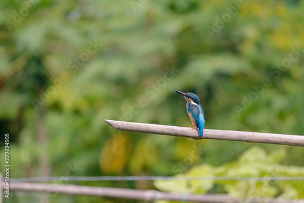 Obraz A kingfisher is looking towards me.