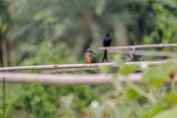 Obraz A kingfisher is looking for his food.