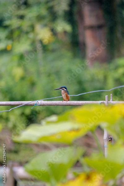 Obraz A kingfisher is looking for his food.
