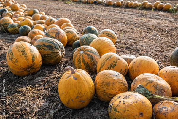 Obraz Kernölkürbis am Feld