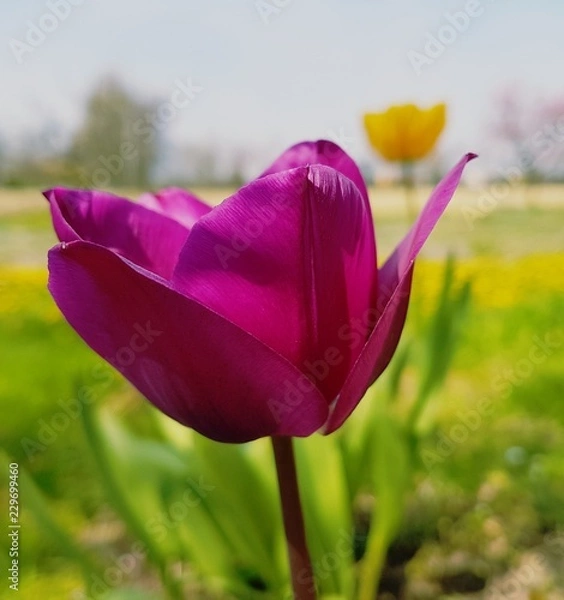 Obraz Tulipano viola