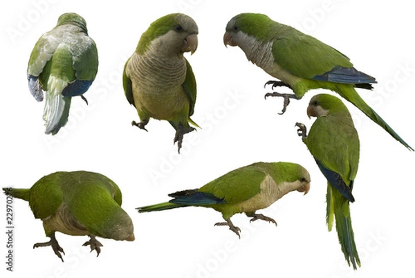 Obraz Monk parakeets