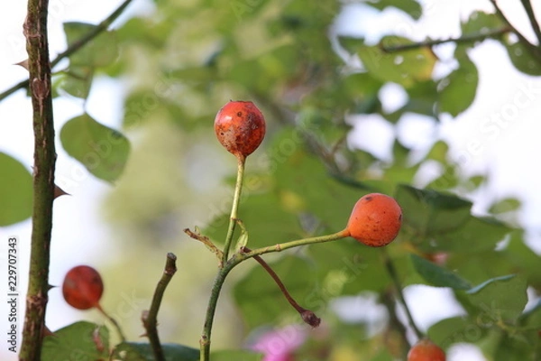 Obraz red berries on tree