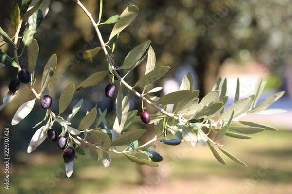 Fototapeta branch of a tree