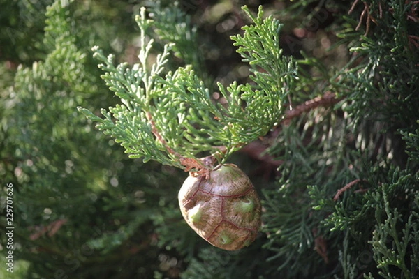 Fototapeta branch of a tree