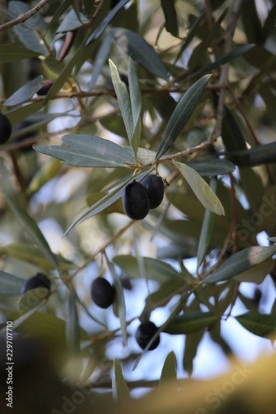 Fototapeta olives on branch