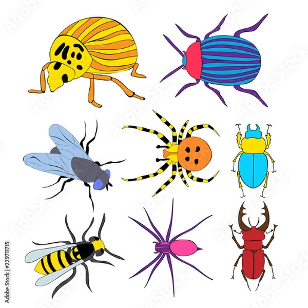 Fototapeta vector, isolated, insects, beetles, set