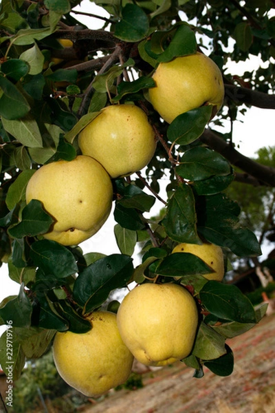 Obraz Frutas membrillos en el árbol