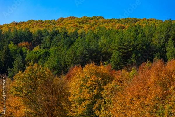 Fototapeta Colorful autumn landscape. Carpathian mountains, Romania, Europe.