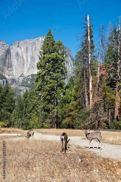 Obraz Venados en Yosemite Valey