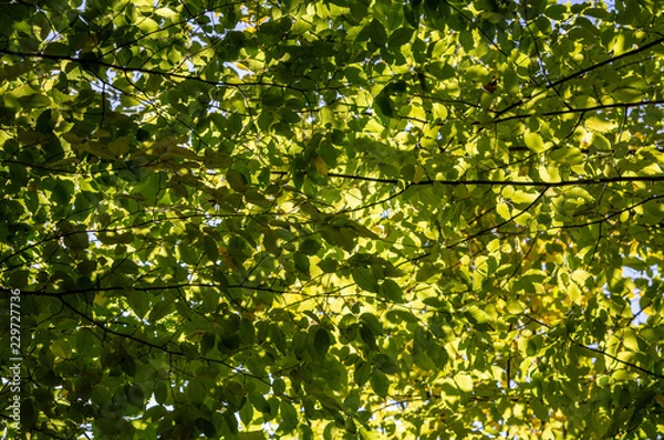 Fototapeta green leaves in the Park on a sunny autumn day