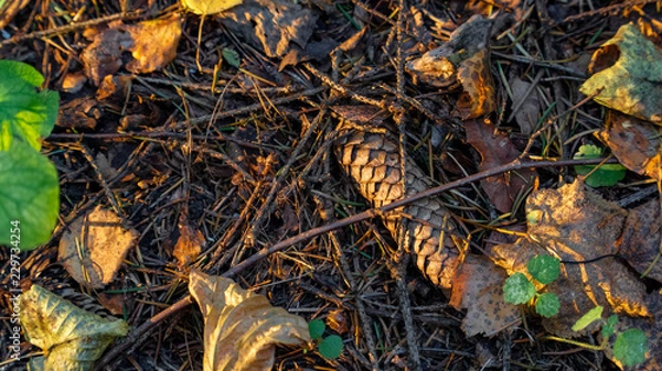 Obraz foliage, grass texture autumn
